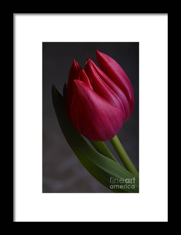 Flower Framed Print featuring the photograph Flourishing tulip by Robert WK Clark