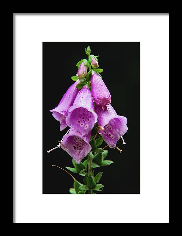 Nature Framed Print featuring the photograph Flower 6 by Mati Krimerman