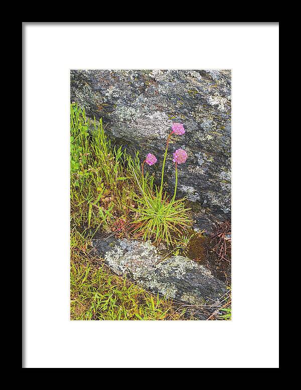 Oregon Coast Framed Print featuring the photograph Flower And Rock by Tom Singleton