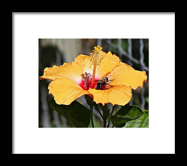 Flower Framed Print featuring the photograph Flower Bee by Matalyn Gardner