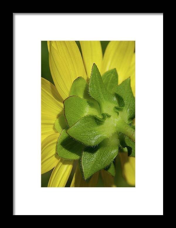 Rosinweed Framed Print featuring the photograph Flower Behind The Flower by Paul Rebmann