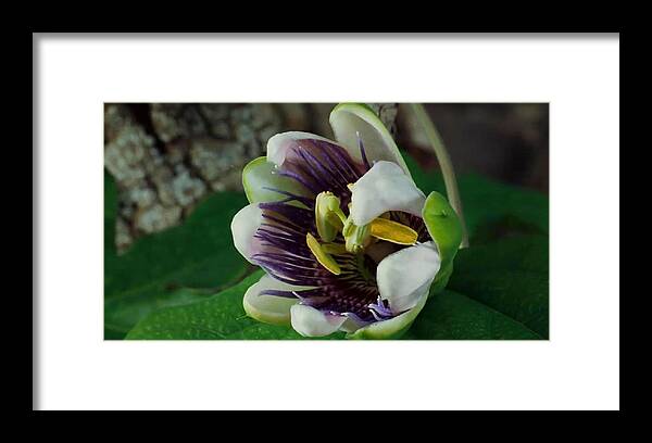 Flowers Framed Print featuring the photograph Flower Bloom by Digital Art Cafe