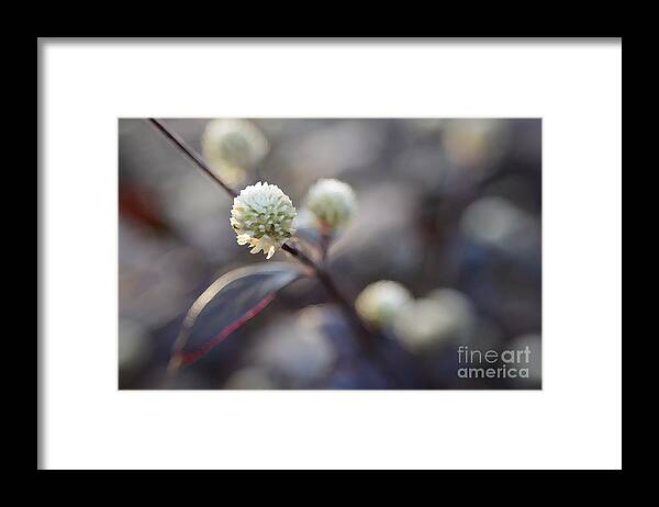 Flower Framed Print featuring the photograph Flower Bokeh by Lorenzo Cassina