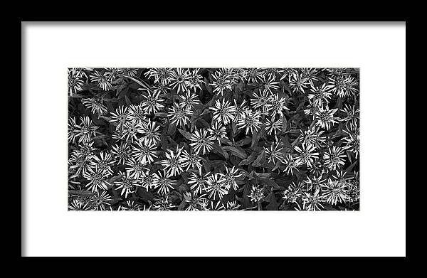 Aster Sibiricus Framed Print featuring the photograph Flower Carpet by Priska Wettstein