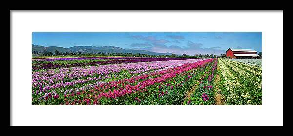 Red Barns Framed Print featuring the photograph Flower Farm Heaven Panorama by Lynn Bauer