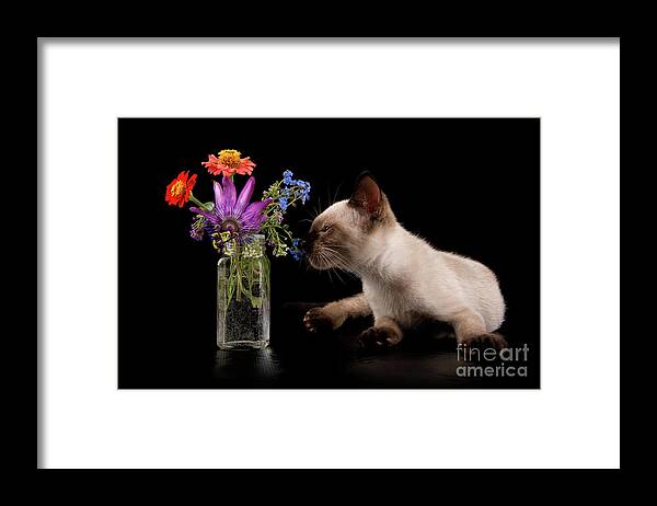 Kitten Framed Print featuring the photograph Flower Feline by Sari ONeal