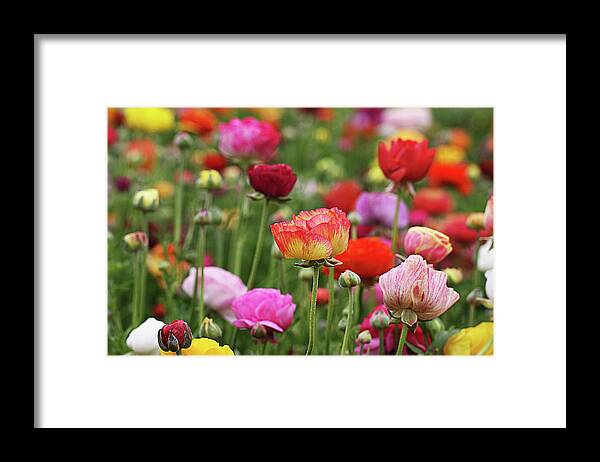 Flowers/ Fields / Colors / Spring / Carlsbad Framed Print featuring the photograph Flower Field by Susan Campbell