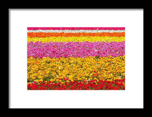 Flower Framed Print featuring the photograph Flower Fields Carlsbad CA Giant Ranunculus by Alexandra Till