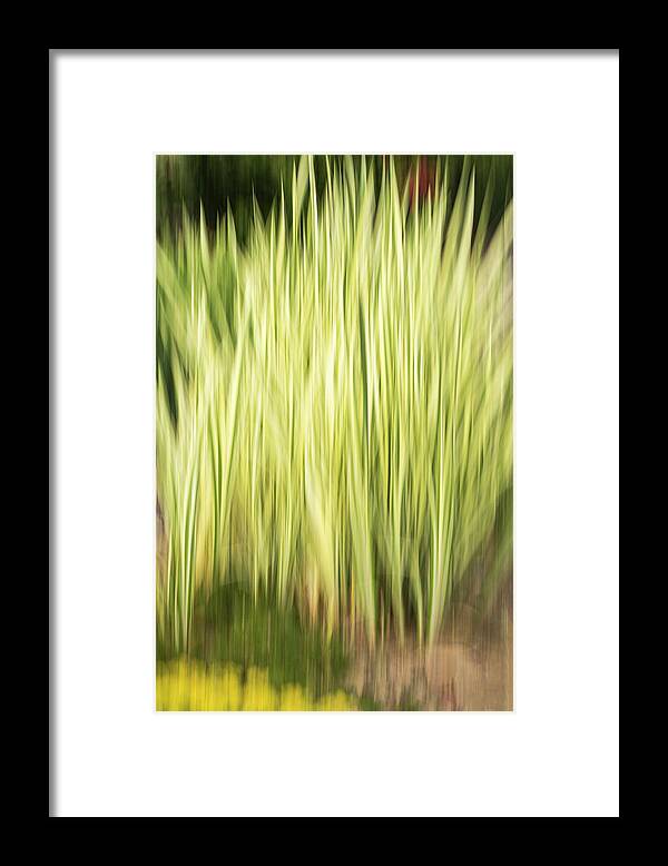 Abstract Framed Print featuring the photograph Flower Garden Abstract 2016-1 by Thomas Young