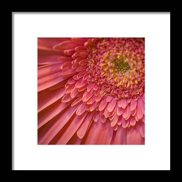 Flower Framed Print featuring the photograph Flower by George Robinson