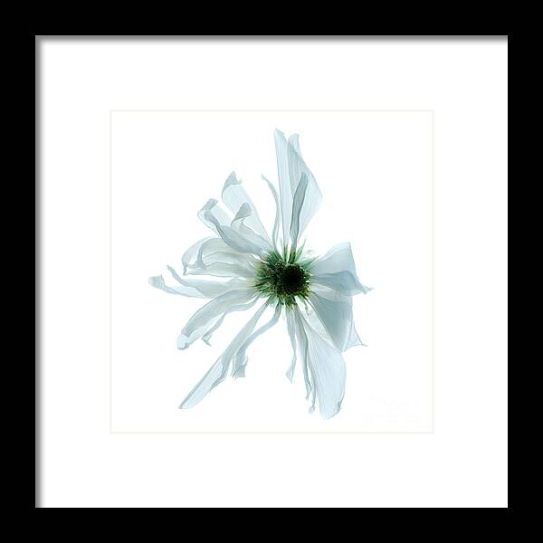 Soft Framed Print featuring the photograph Flower head by Clayton Bastiani