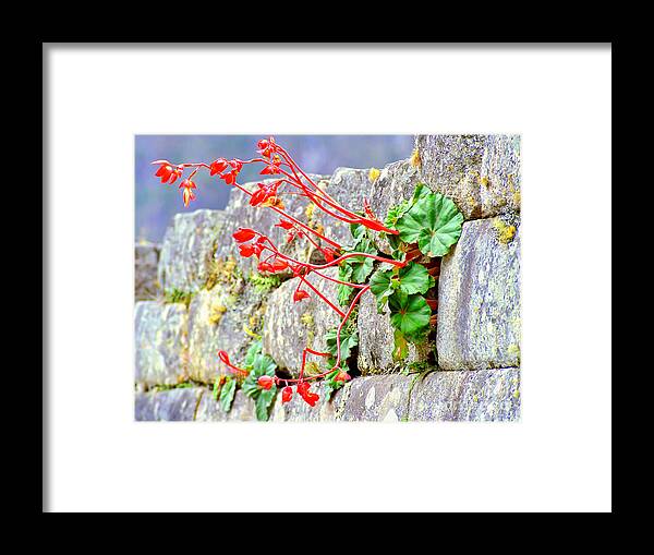 Machu Picchu Framed Print featuring the photograph Flower in an Inca Wall by Nigel Fletcher-Jones