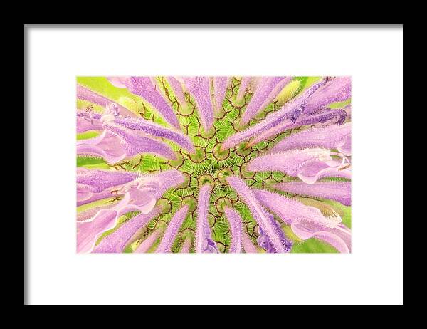 Monarda Fistulosa Framed Print featuring the photograph Flower interior, Wild Bergamot or Bee Balm by Jim Hughes