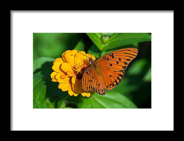 Wildlife Framed Print featuring the photograph Flower Joy by Kenneth Albin