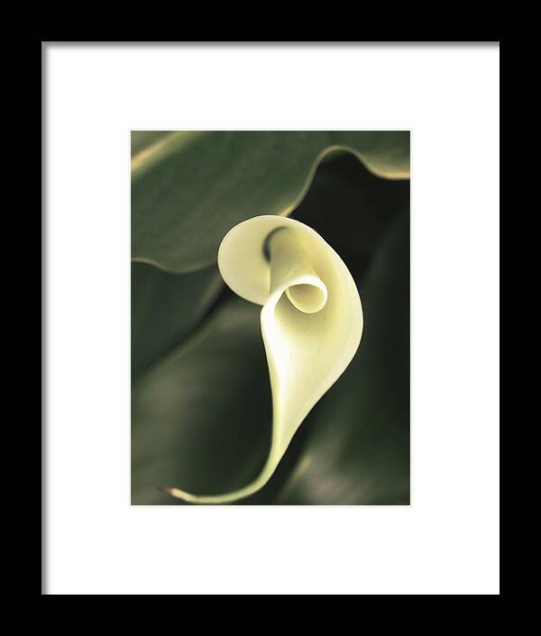 Flowers Framed Print featuring the photograph Flower Lily by Karen W Meyer