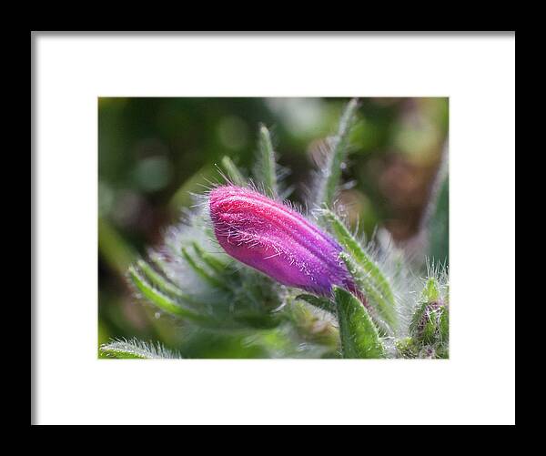 Macro Framed Print featuring the photograph Flower-macro by Sergey Simanovsky