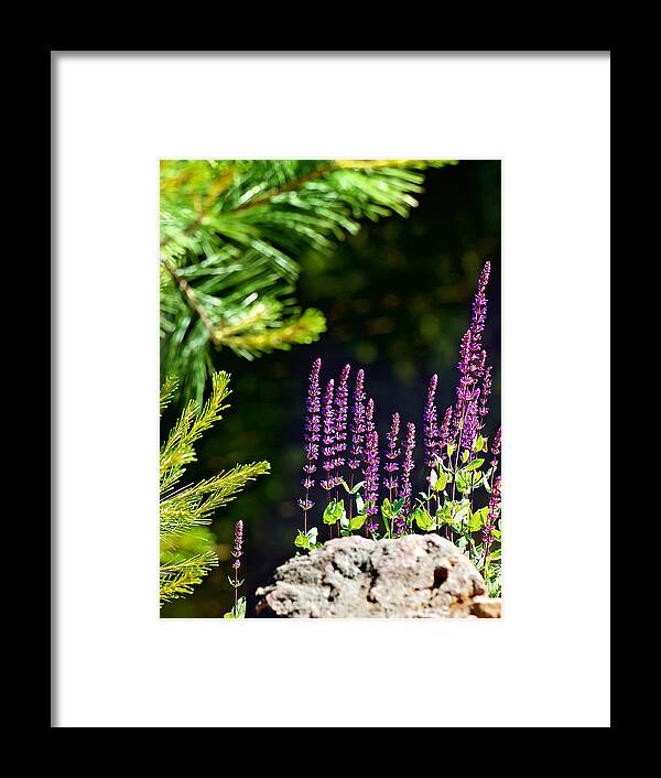 Perennial Meadow Sage Caradonna Flower Print Framed Print featuring the photograph Flower Meadow Sage Print by Gwen Gibson