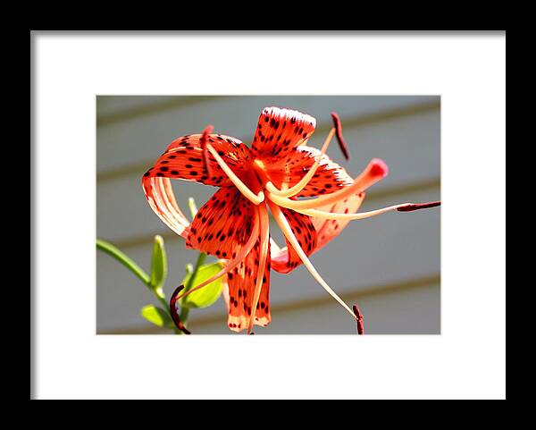 Flower Framed Print featuring the photograph Flower of a Different Spot by Morgan Carter