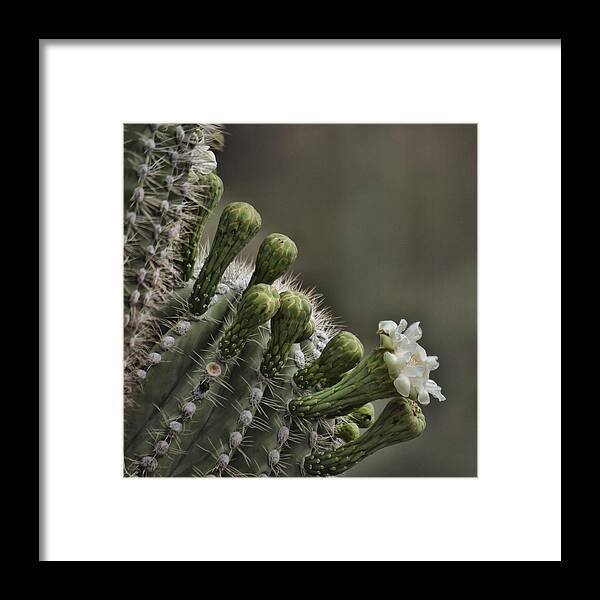 Cactus Framed Print featuring the photograph Flower of the Saguaro by HW Kateley