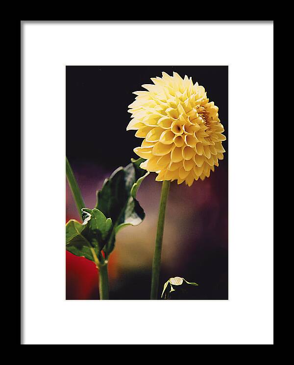 Flower Framed Print featuring the photograph Flower by Pat Carosone