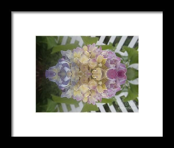 Flowers Framed Print featuring the photograph Flower Power by Christina Verdgeline