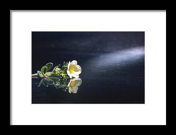 Flower Framed Print featuring the photograph Flower Reflection by Steve Somerville
