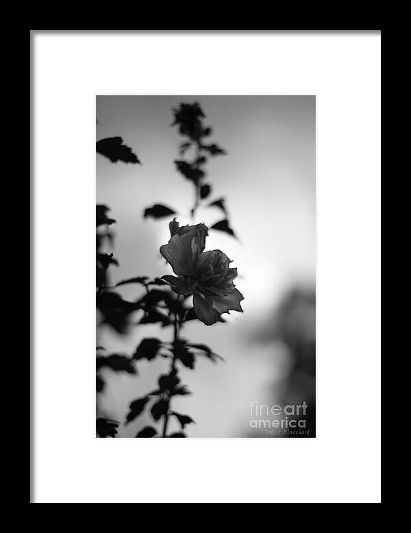 Rose Framed Print featuring the photograph Flower Silhouette by Todd Blanchard