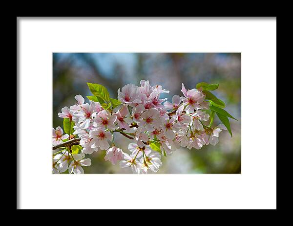 Flowers Framed Print featuring the photograph Flower Spray by Linda Brown