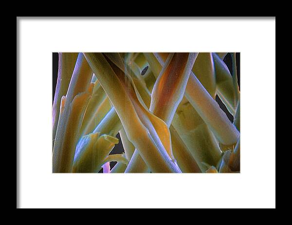 Clematis Vine Framed Print featuring the photograph Flower Stems by Tom Singleton