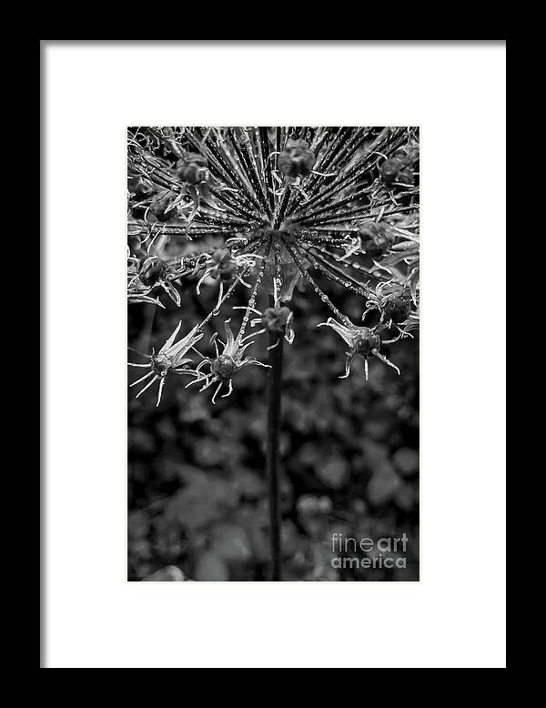 Flower Framed Print featuring the photograph Flower Storm - BW by James Aiken