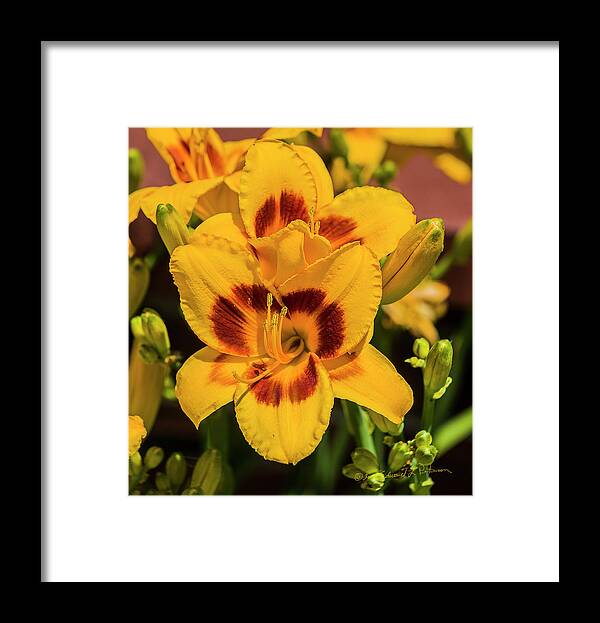 Flora Framed Print featuring the photograph Flower Yellow And Rust by Ed Peterson