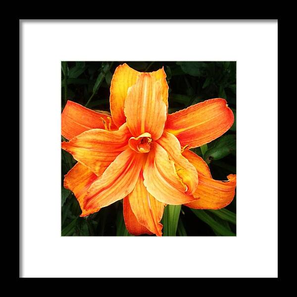 Beautiful Framed Print featuring the photograph #flower by Zoe Snowden