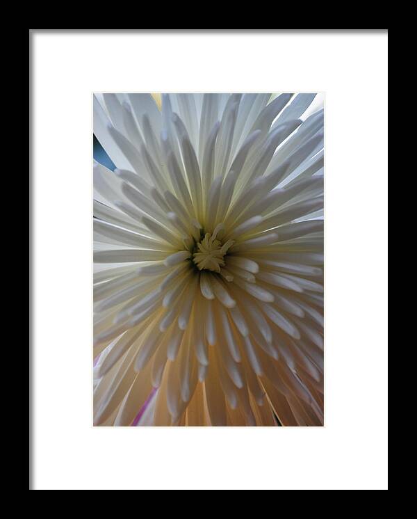 Flower Framed Print featuring the photograph Flowering Burst by Eric Liller