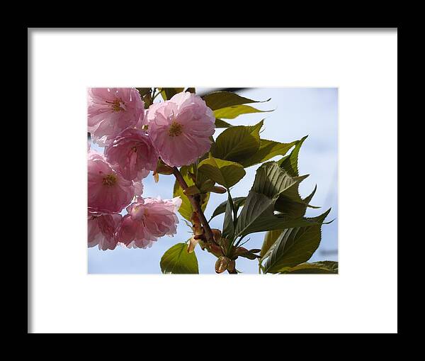 Flowering Cherry Framed Print featuring the photograph Flowering Cherry by Anthony Seeker
