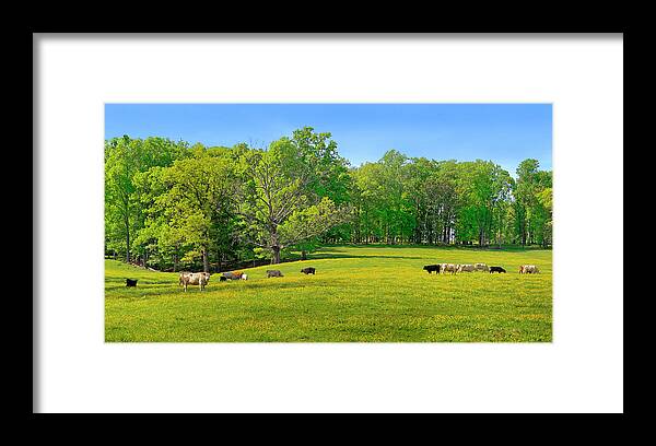 Yellow Flowering Cow Pasture Framed Print featuring the photograph Flowering Cow Pasture by The James Roney Collection