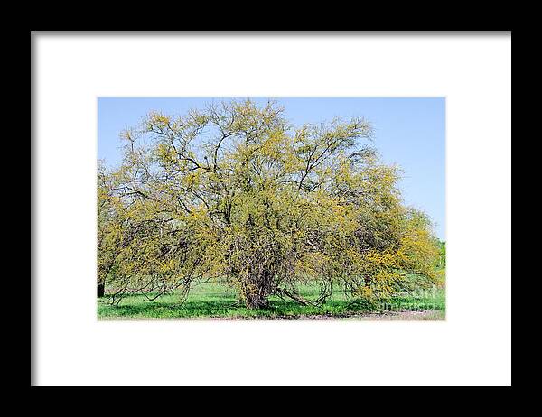 Huisache Framed Print featuring the photograph Flowering Huisache Tree by Gary Richards