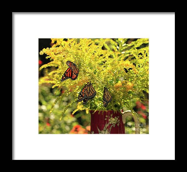 Goldenrod Flowers Photo Framed Print featuring the photograph Flowers and Butterfies in Red Vase Photo by Luana K Perez