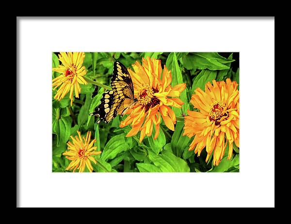 Butterfly Framed Print featuring the photograph Flowers and Butterflies by Pat Cook