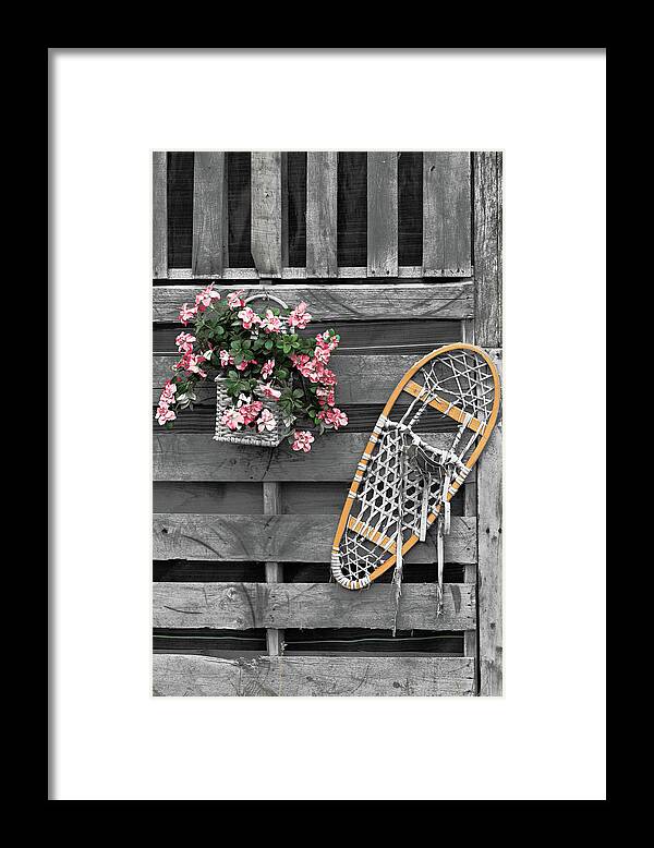 Snowshoe Framed Print featuring the photograph Flowers and Snowshoe by Peter J Sucy