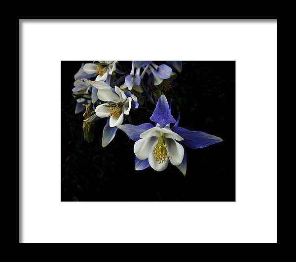 Columbine Framed Print featuring the photograph flowers- Columbine - photography by Ann Powell