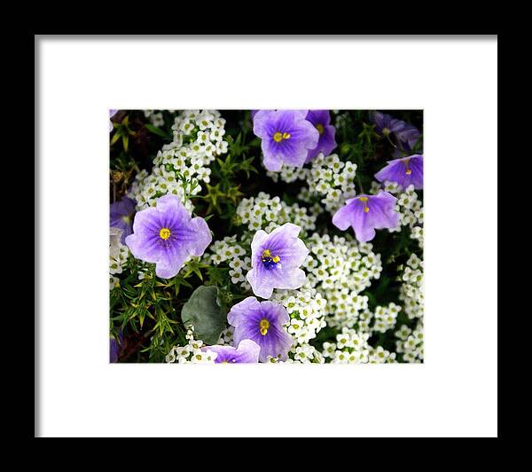 Flowers Framed Print featuring the photograph Flowers Etc by Marty Koch