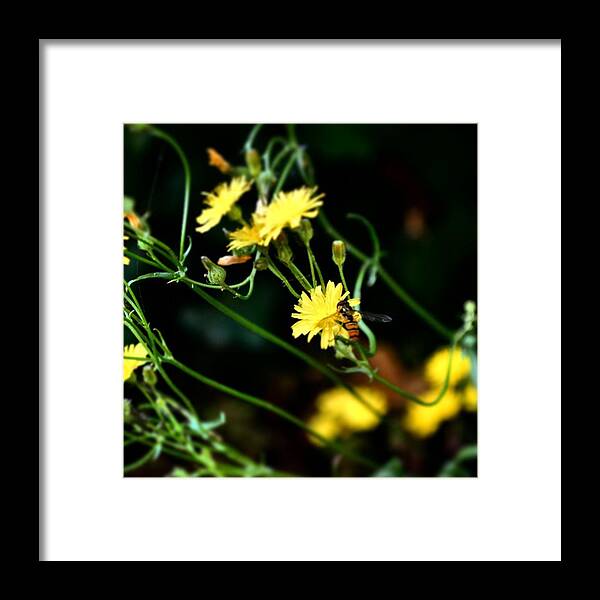 Beautiful Framed Print featuring the photograph #flowers #flower #tagsforlikes #petal by Jason Roust
