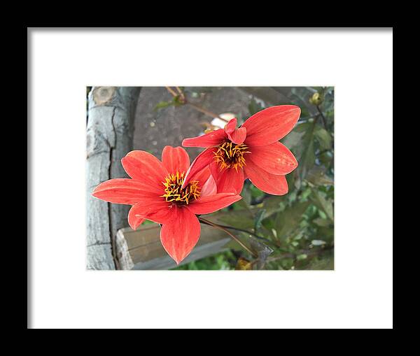 Flower Framed Print featuring the photograph Flowers In Love by Brad Hodges