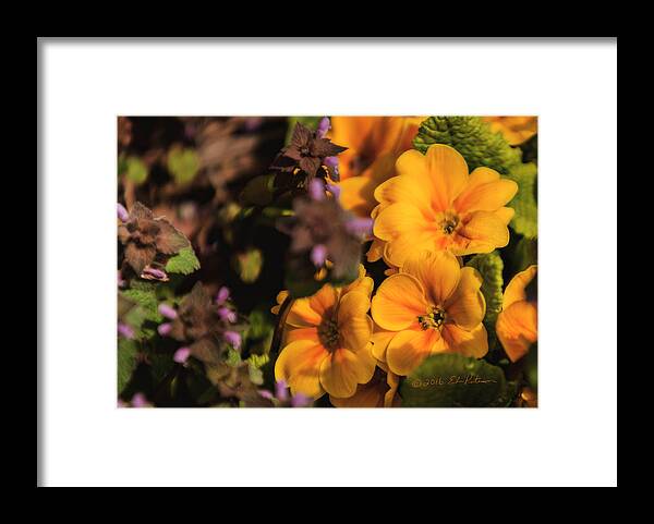 Heron Heaven Framed Print featuring the photograph Flowers In Spring by Ed Peterson