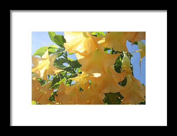 Beautiful California Horticulture Framed Print featuring the photograph Flowers in the California Sun by Carrie Maurer