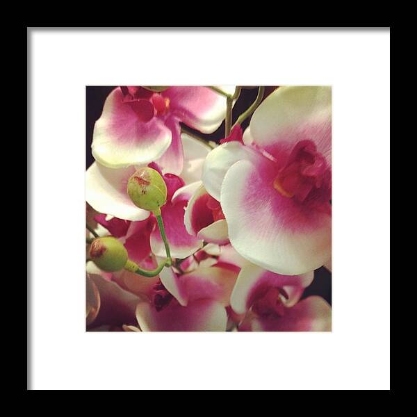 Beautiful Framed Print featuring the photograph #flowers #instagood #beautiful #pink by Shyann Lyssyj 
