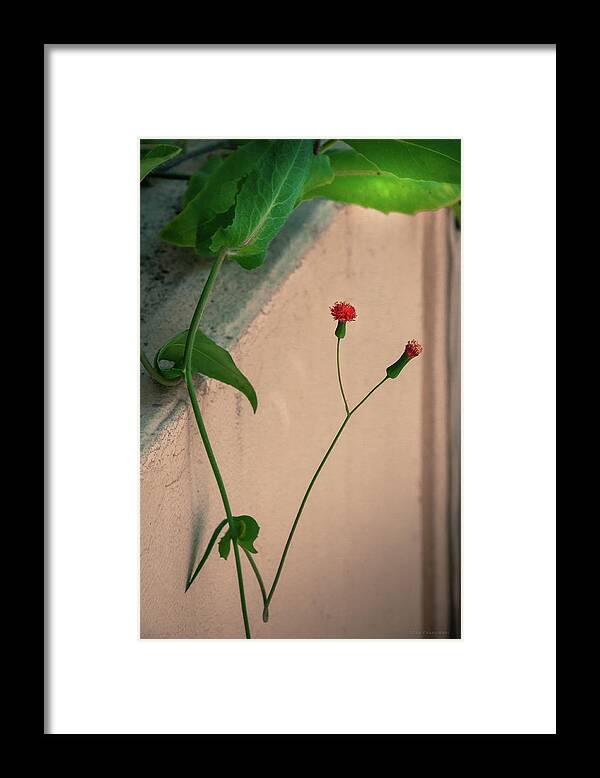 Coconut Grove Framed Print featuring the photograph Flowers, Leaves and Wall by Frank Mari