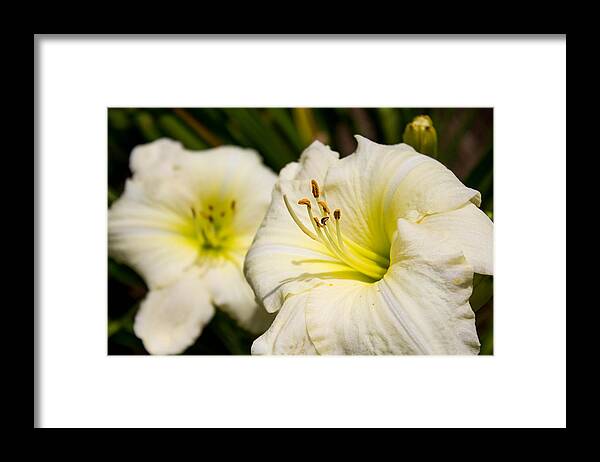 Flowers Framed Print featuring the photograph Flowers by Mike Dunn