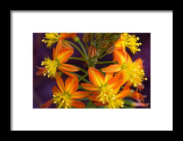 Flower Framed Print featuring the photograph Flowers of Spring by Stephen Anderson