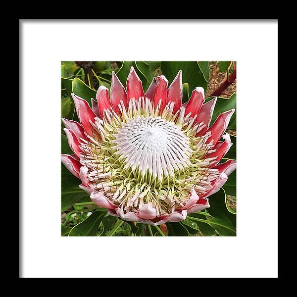  Framed Print featuring the photograph Flowers Of The Tropics by Darice Machel McGuire